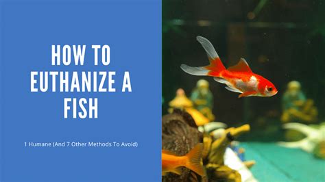 how to humanely kill a fish|7 Humane Ways to Euthanize a Fish at Home .